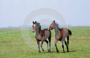 Nonius Horses in Puszta, Hungary photo