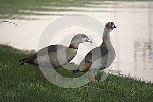 Nonnative Egyptian Geese pair in south Florida next to a tranquil lake.