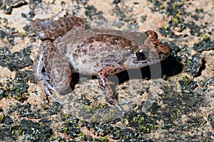 The nonnative greenhouse frog in hawaii photo