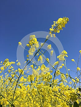 Yellow wildflowers against blue sky, Black Mustard wallpaper