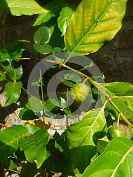 Nono or dog apple (Morinda citrifolia)