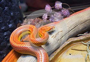 Corn snake. Pink color.