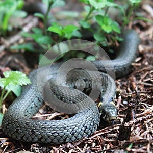 Nonpoisonous snake serpent