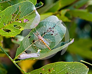 Nonspecific insect on a green leaf with holes photo