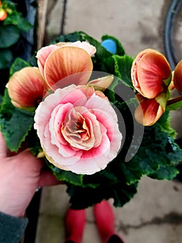 Nonstop begonias from the Cherry greenhouse