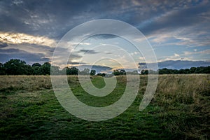 Nonsuch Park Dog Walker