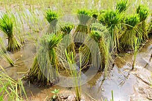 Nontoxic rice seedling of Thai farm