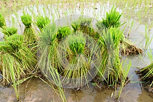 Nontoxic rice seedling of Thai farm