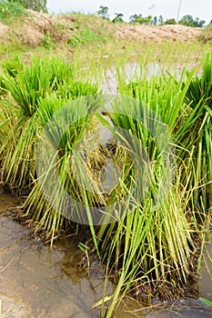 Nontoxic rice seedling of Thai farm