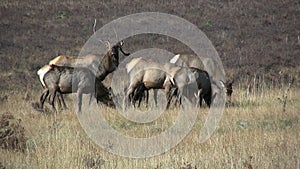 Nontypical Bull Elk With Cows in Rut