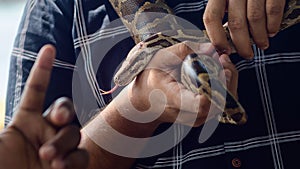 Nonvenomous python around the male shoulders close up, python freely slither around the hands