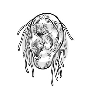 Noodle on ear sketch engraving vector illustration