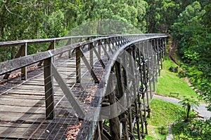 Noojee old trestle bridge in eucalyptus forest.