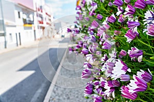 Noon flowers leading down the street in sunny weather