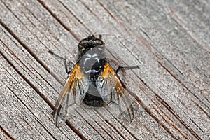 Noon Fly - Mesembrina meridiana