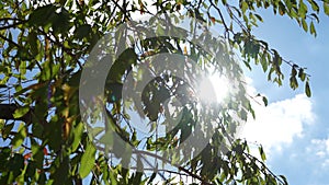 noon Sun rays passing through the tree leaves in a bright sunny day