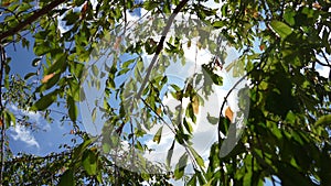 noon Sun rays passing through the tree leaves in a bright sunny day