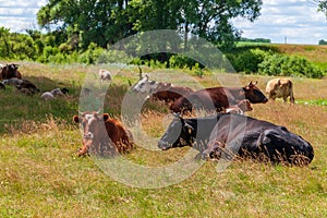 At noon, the village cows lay down to rest
