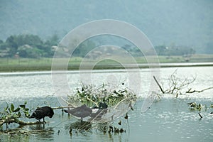 Noong lake and duck on lake