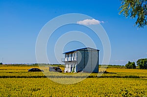 A house in the Rice field under blue sky photo