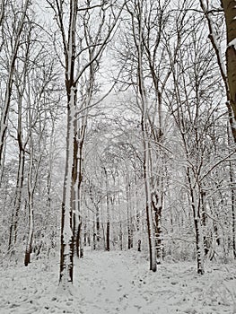 Noord Beveland in winter photo