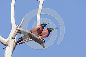 Noordelijke Karmijnrode Bijeneter, Northern Carmine Bee-eater