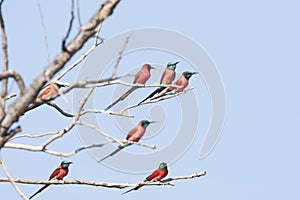 Noordelijke Karmijnrode Bijeneter, Northern Carmine Bee-eater