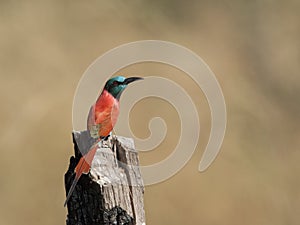 Noordelijke Karmijnrode Bijeneter, Northern Carmine Bee-eater