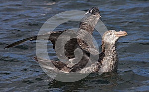 Noordelijke Reuzenstormvogel, Hall's Giant Petrel, Macronectes h