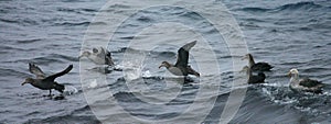 Noordelijke Reuzenstormvogel, Hall's Giant Petrel, Macronectes h photo
