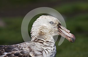 Noordelijke Reuzenstormvogel, Hall's Giant Petrel, Macronectes h photo