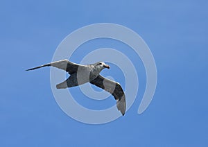 Noordelijke Reuzenstormvogel, Hall's Giant Petrel, Macronectes h photo
