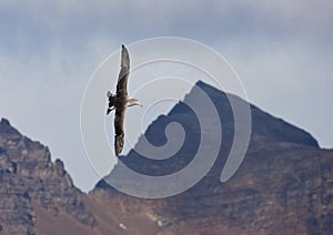 Noordelijke Reuzenstormvogel, Hall's Giant Petrel, Macronectes h photo