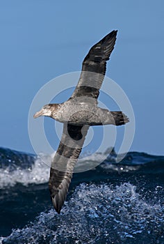 Noordelijke Reuzenstormvogel, Hall's Giant Petrel, Macronectes h photo