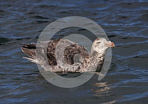 Noordelijke Reuzenstormvogel, Hall's Giant Petrel, Macronectes h photo