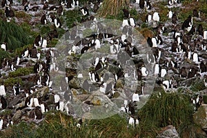 Noordelijke RotspinguÃ¯n, Northern Rockhopper Penguin, Eudyptes