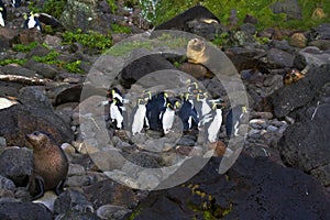 Noordelijke Rotsspringer, Northern Rockhopper Penguin, Eudyptes