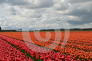 Noordoostpolder, Netherlands, field of tulips. photo