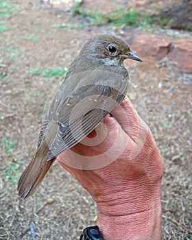 Noordse Nachtegaal, Thrush Nightingale, Luscinia luscinia