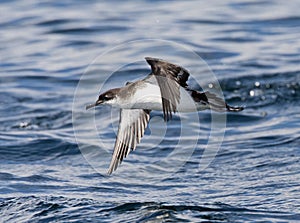 Noordse Pijlstormvogel, Manx Shearwater, Puffinus puffinus