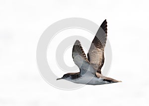 Noordse Pijlstormvogel, Manx Shearwater, Puffinus puffinus