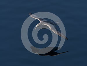 Noordse Stormvogel, Northern Fulmar, Fulmarus glacialis