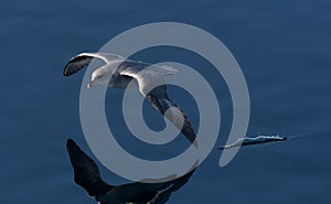 Noordse Stormvogel, Northern Fulmar, Fulmarus glacialis