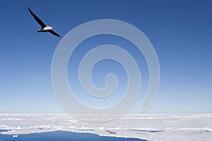 Noordse Stormvogel, Northern Fulmar, Fulmarus glacialis