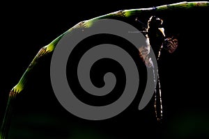 Noordse witsnuitlibel, Ruby Whiteface, Leucorrhinia rubicunda