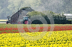 Two tractors, farm buildings and tulips