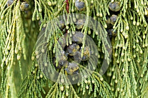 Nootka cypress Cupressus nootkatensis