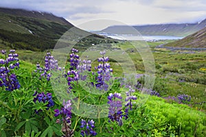 Nootka lupine at the ahead of the Icelandic valley