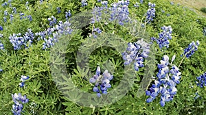 Nootka lupines blowing in Iceland