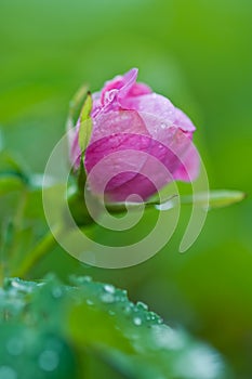 Nootka Rose bud Rosa nutkana